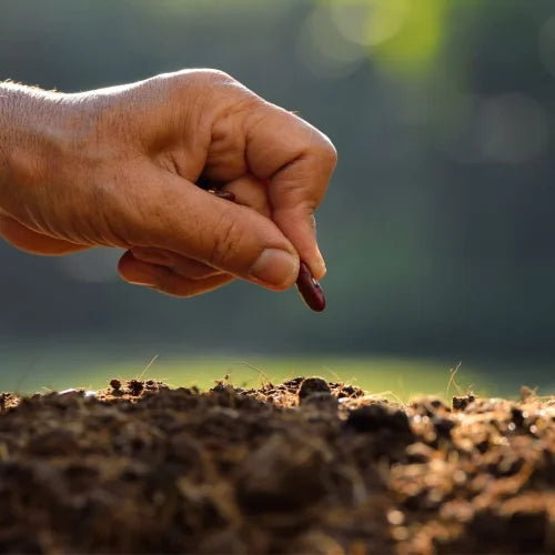 Unlock The Health Benefits Of Heirloom Seeds