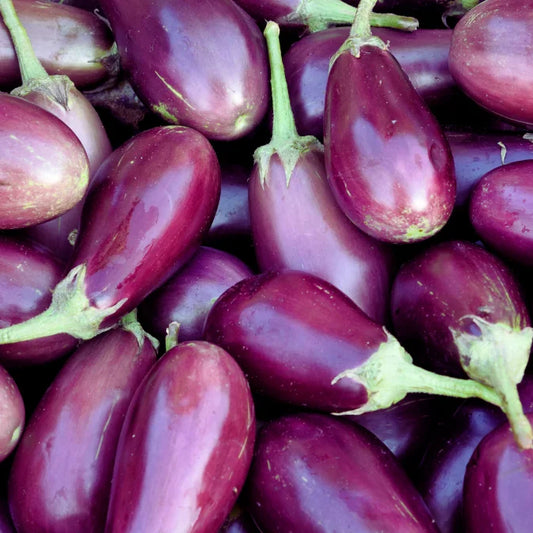 How to Grow Eggplant