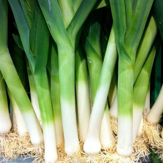 How to Grow Leek