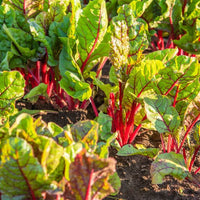 How to Grow Silverbeet