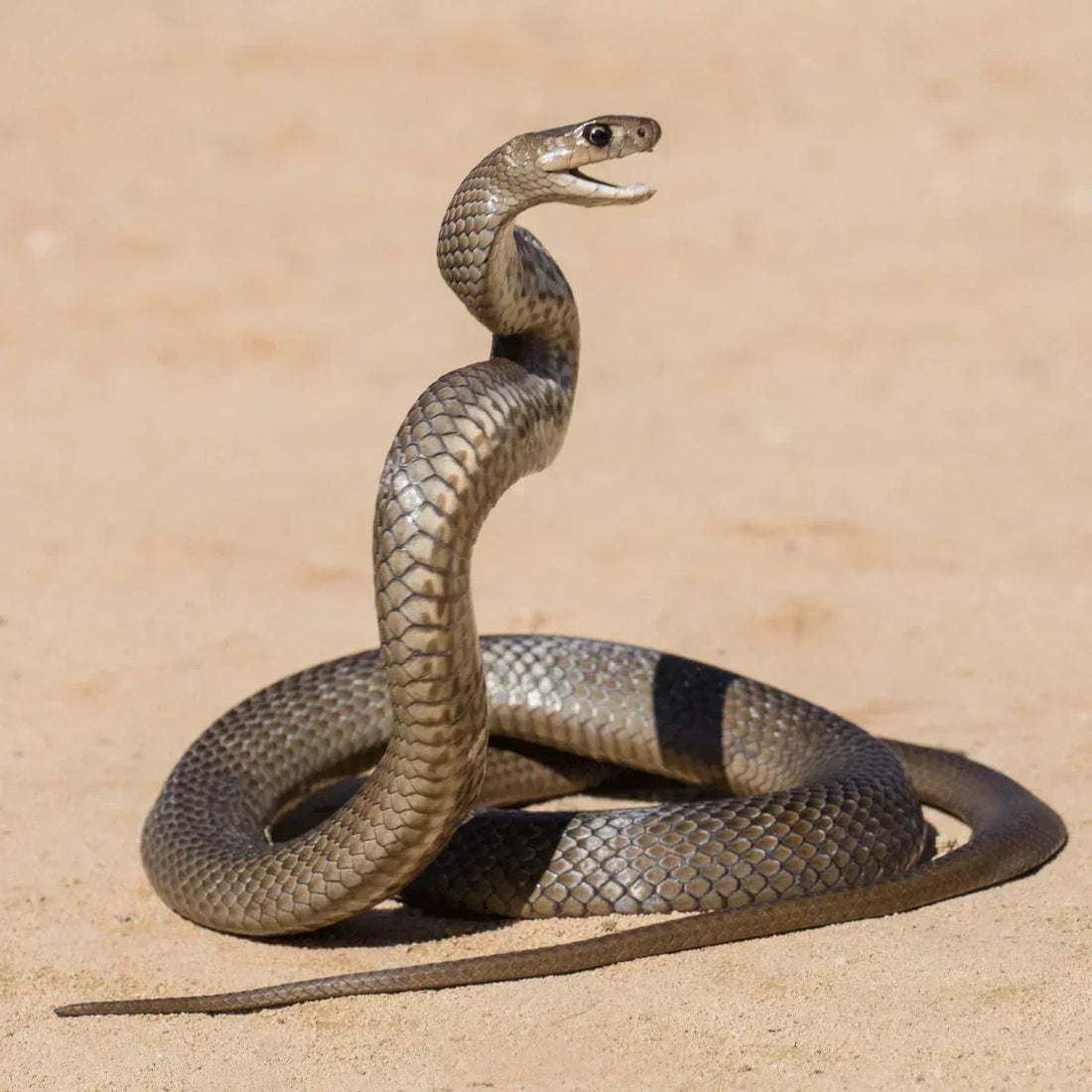 Eastern Brown Snake Bite - I am Lucky to Be Alive
