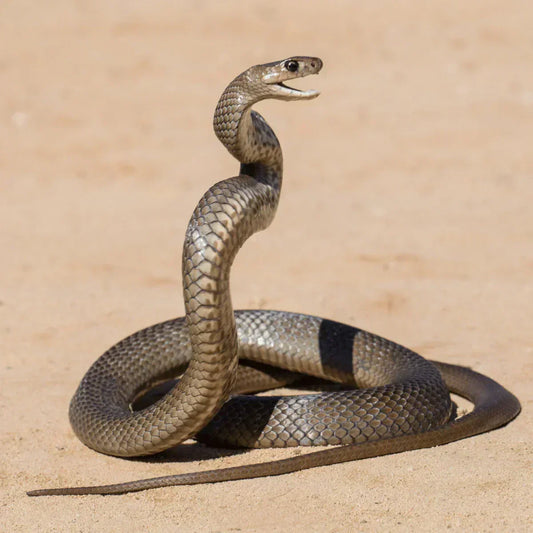 Eastern Brown Snake Bite - I am Lucky to Be Alive