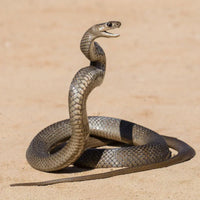 Eastern Brown Snake Bite - I am Lucky to Be Alive