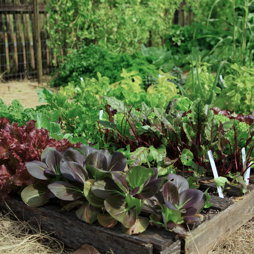 various leafy vegetable planter box