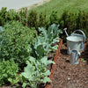 leafy green vegetable corner