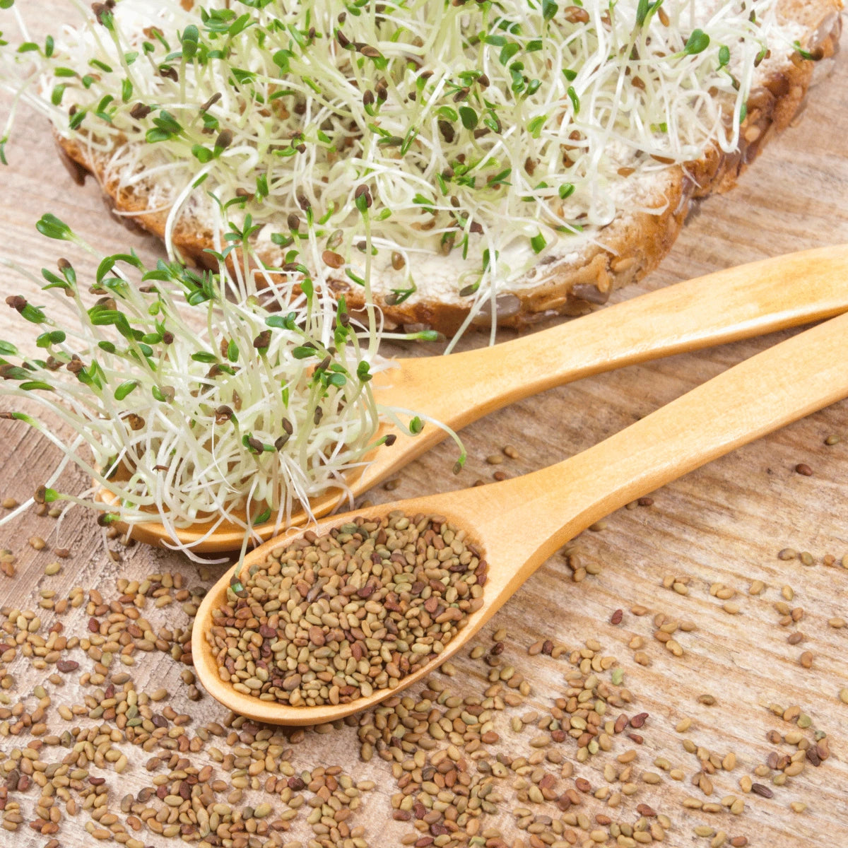 Alfalfa Sprouting Seeds