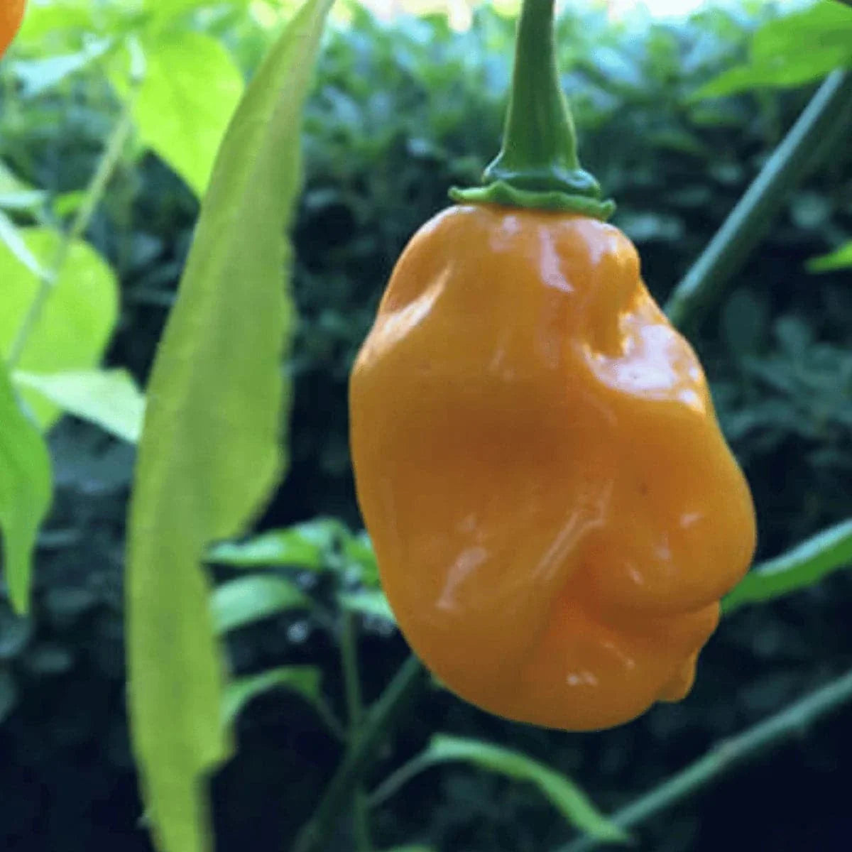 Yellow Habanero Chilli from Chilli Seeds
