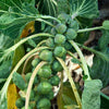 brussel sprouts on stem
