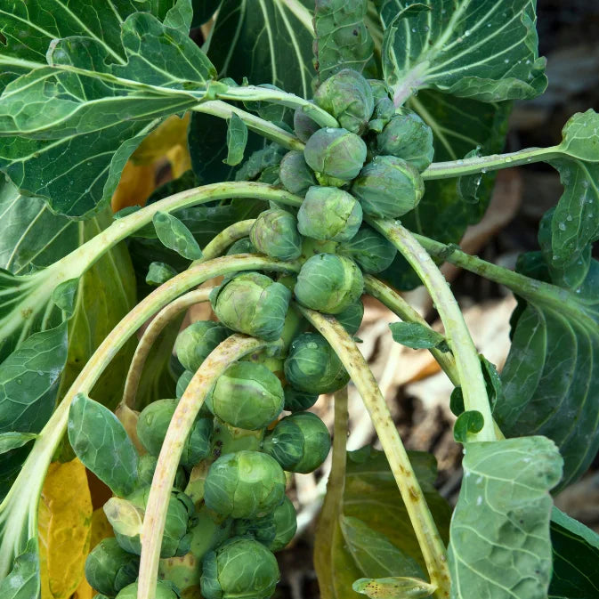 brussel sprouts on stem