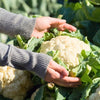 hand holding cauliflower