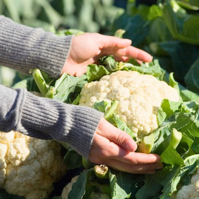 hand holding cauliflower
