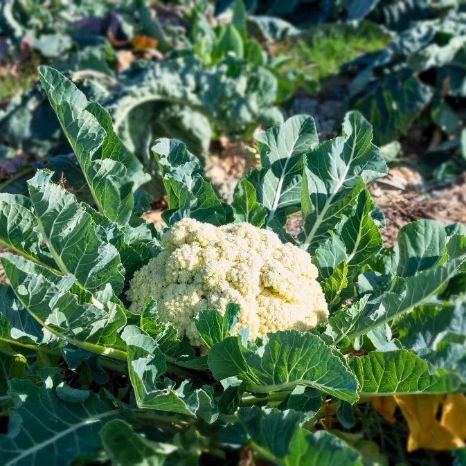 fresh cauliflower in soil