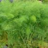 grown dill
