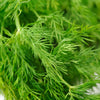 close up dill