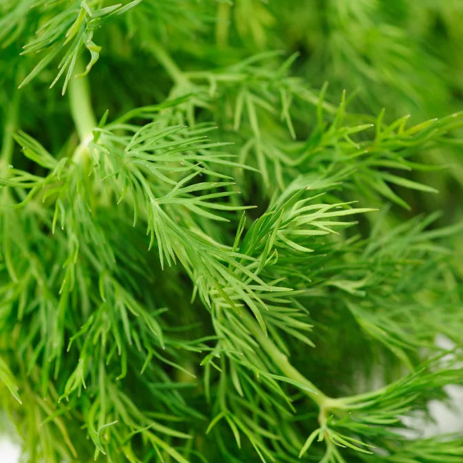 close up dill