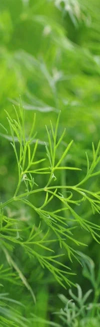 Planting Guide Image