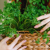 parsley on basket