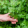 hand holding parsley