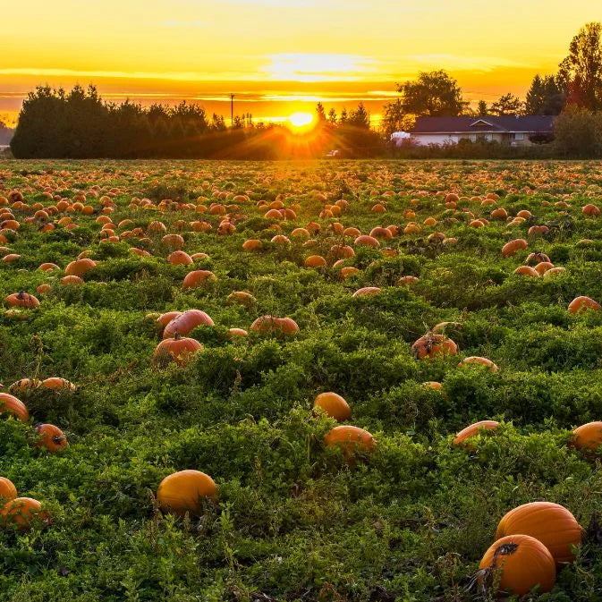 pumpkin field