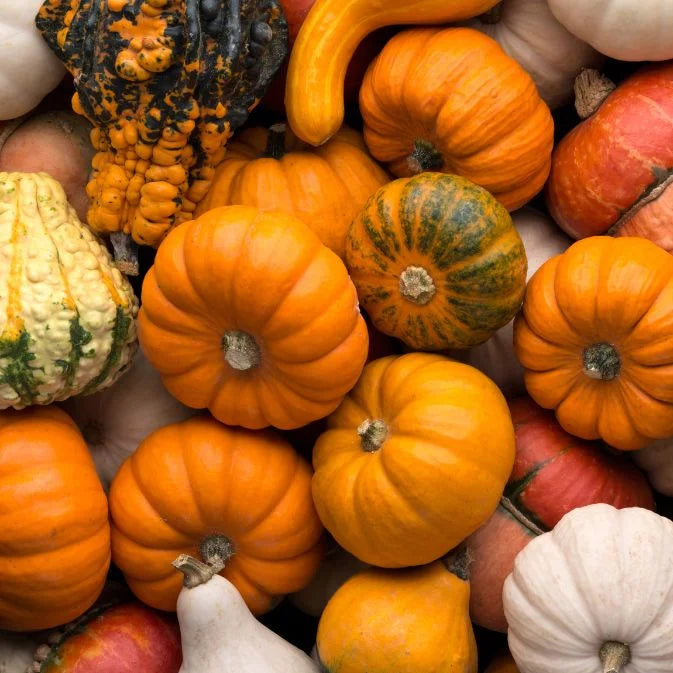 pumpkins