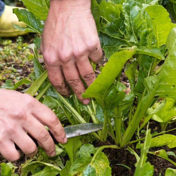 silverbeet harvesting