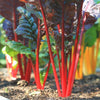growing silverbeet on soil