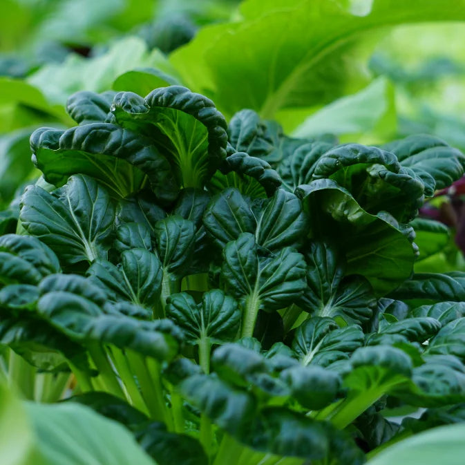 fresh tatsoi leaves