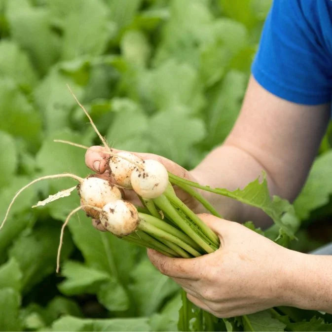 man holding turnip
