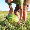 man holding watermelon