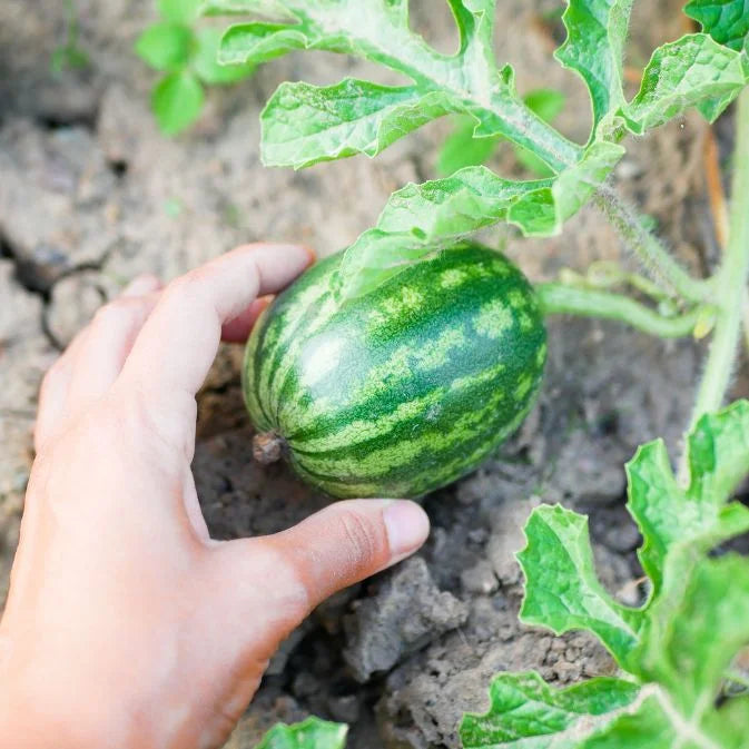 hand touching watermelon
