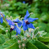 blue borage flower