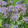 lots of borage flower