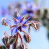 borage flower close up