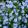 lots of forget me not flowers