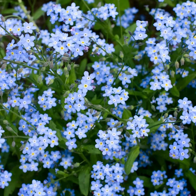 lots of forget me not flowers