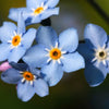 blue forget me not flower close up