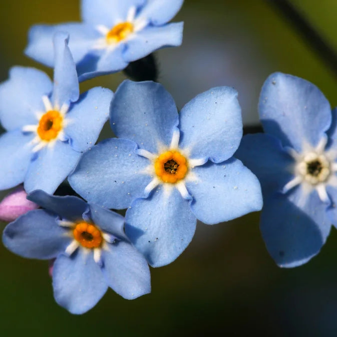 blue forget me not flower close up