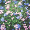 forget me not pink and blue flower
