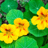 yellow nasturtium