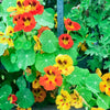 orange yellow nasturtium