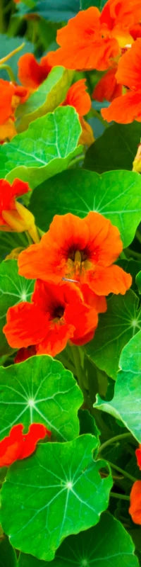 Planting Guide Image