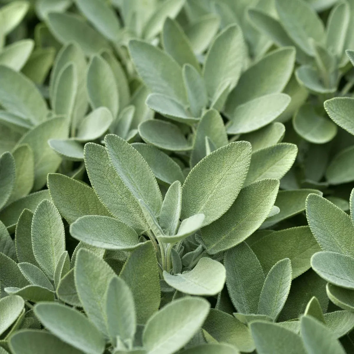 sage leaves attached to stem