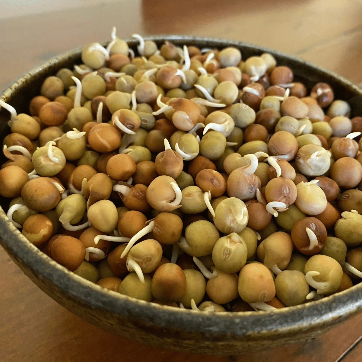 Pea Sprouting Seeds
