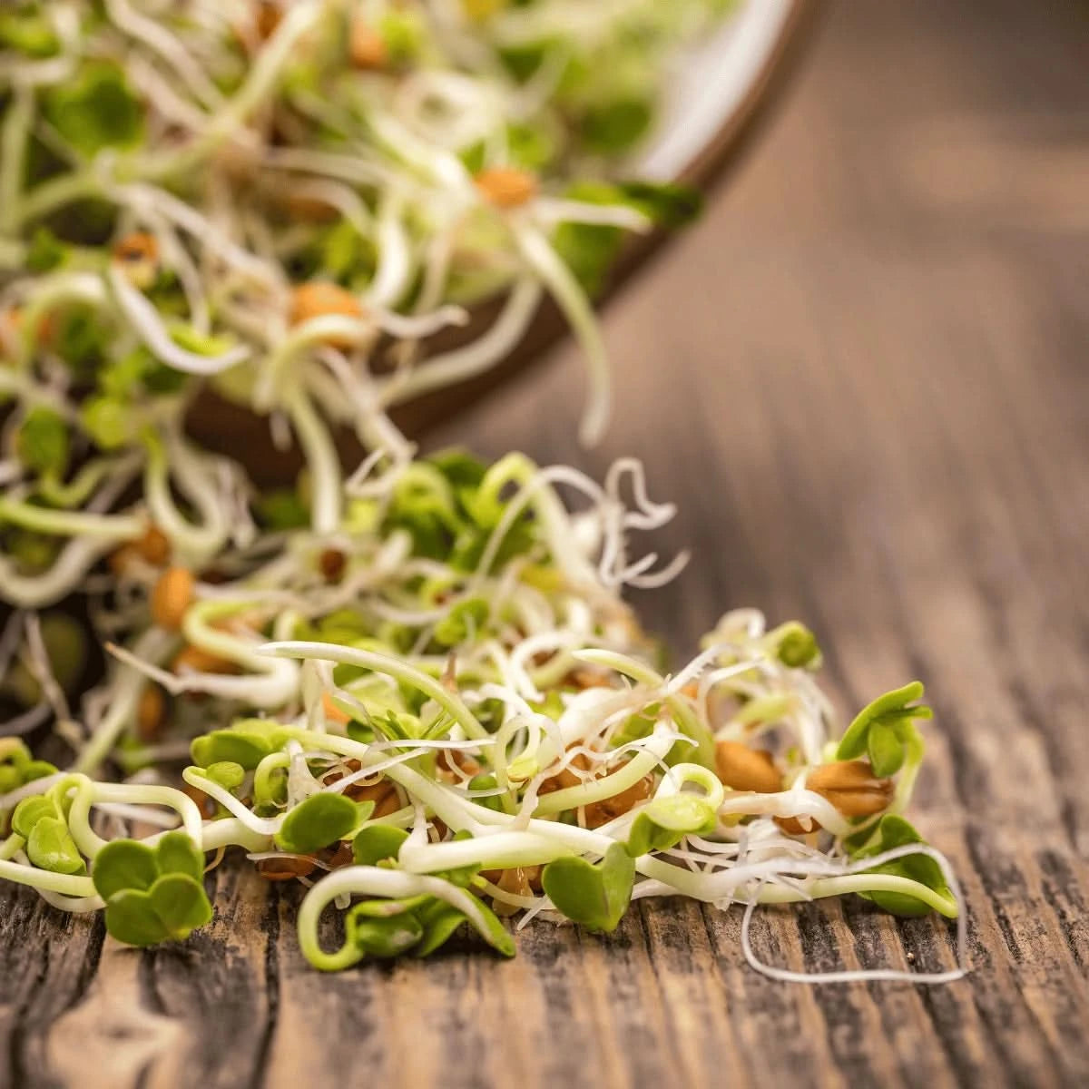 Radish Sprouting Seeds
