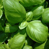 basil leaves