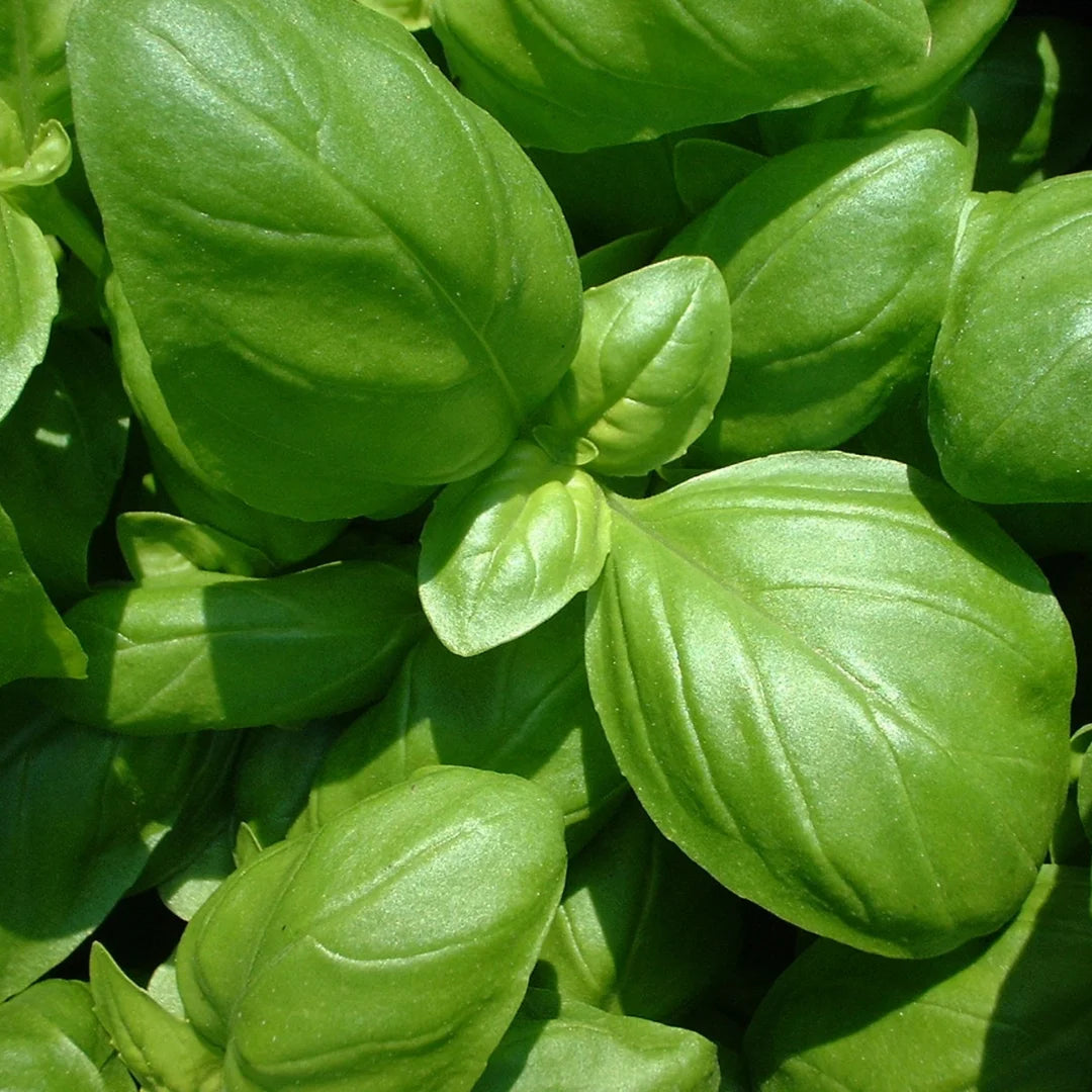 basil leaves
