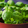 close up basil photo