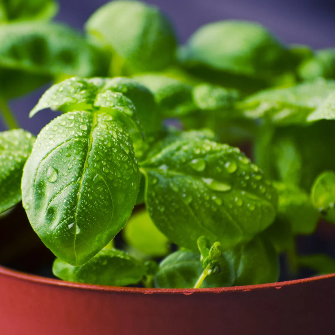 close up basil photo