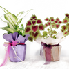 arranged plants for gifting