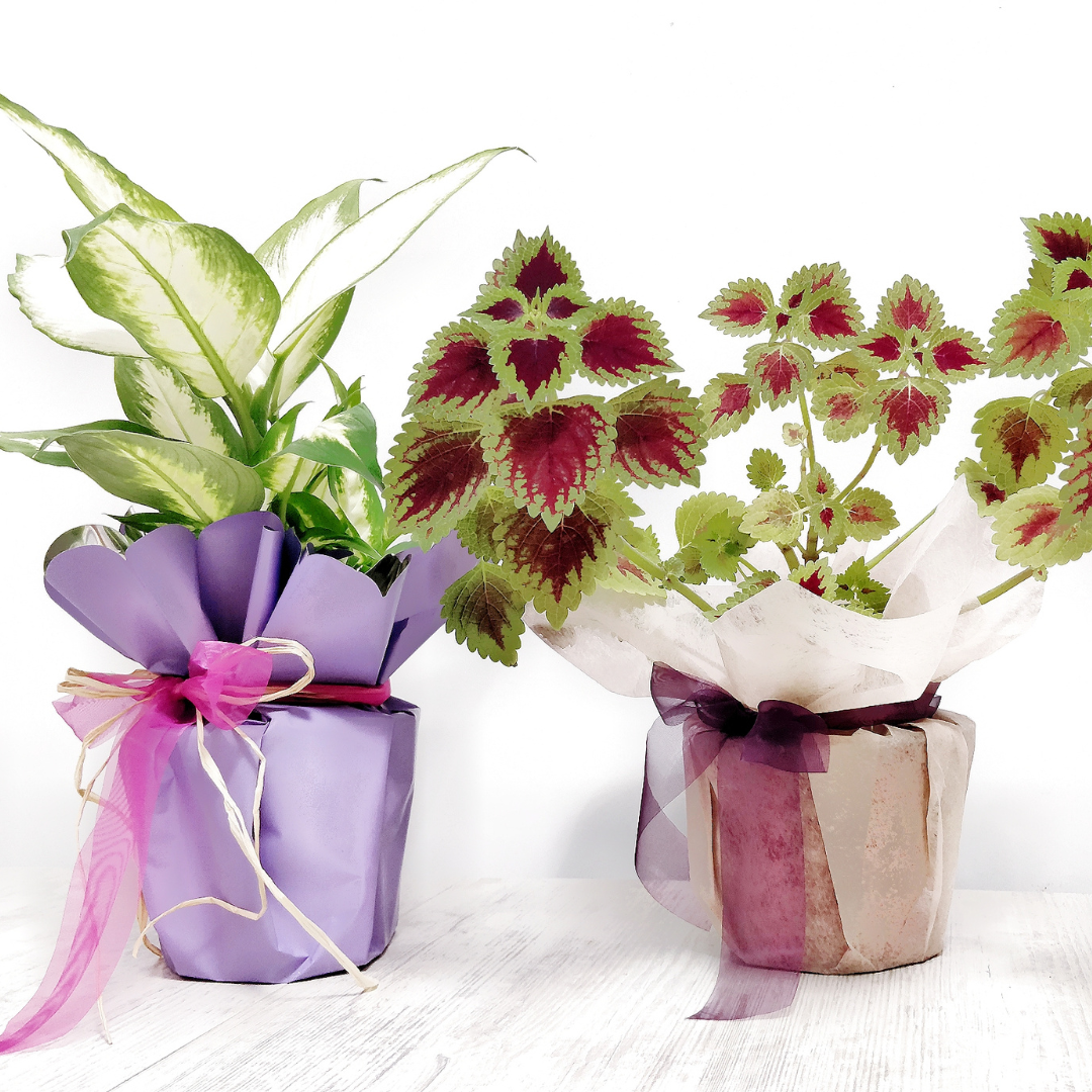 arranged plants for gifting